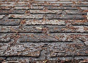 Lewis and Son Roofing Images